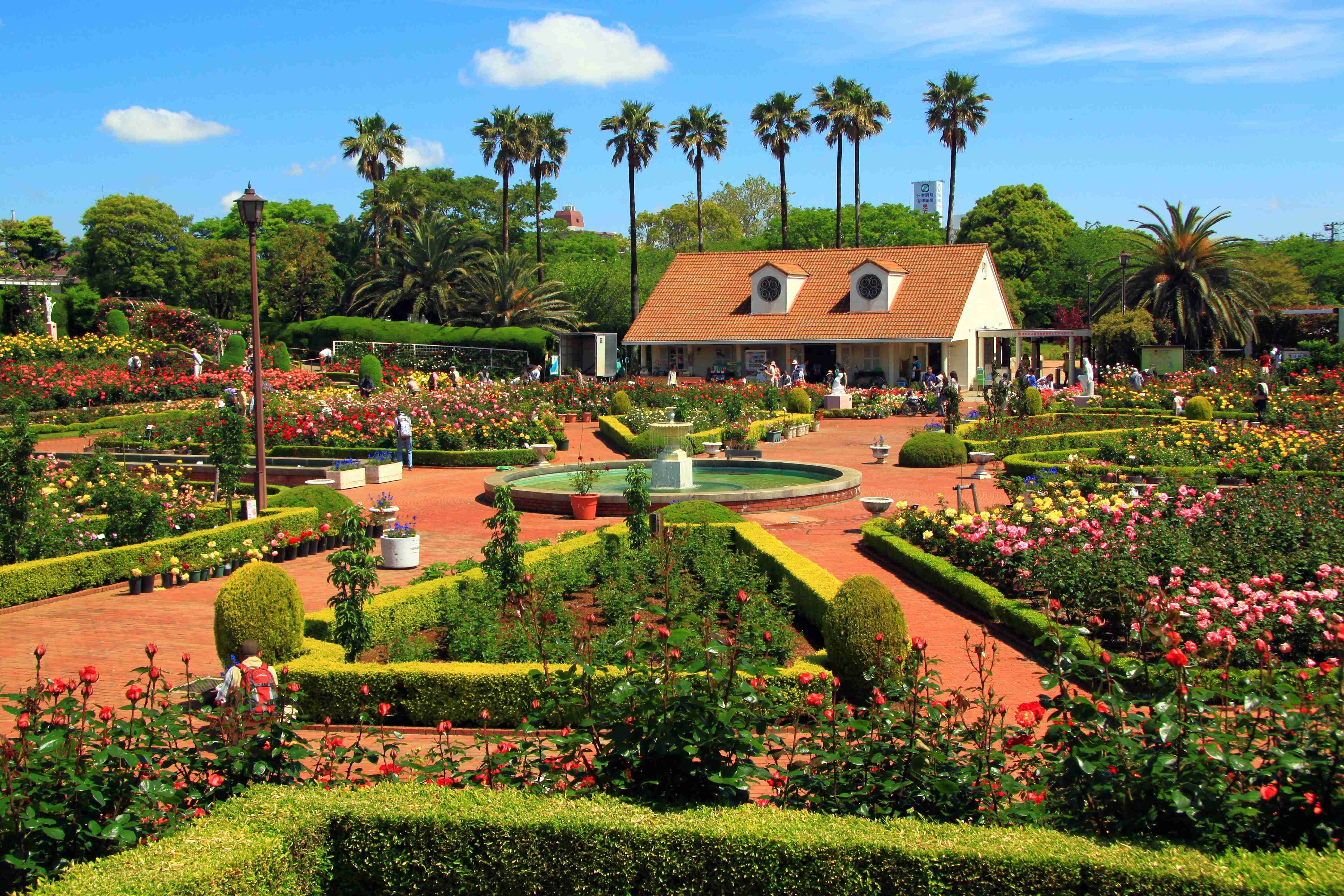 🌹 야츠 장미원(야츠바라엔) 이미지 1